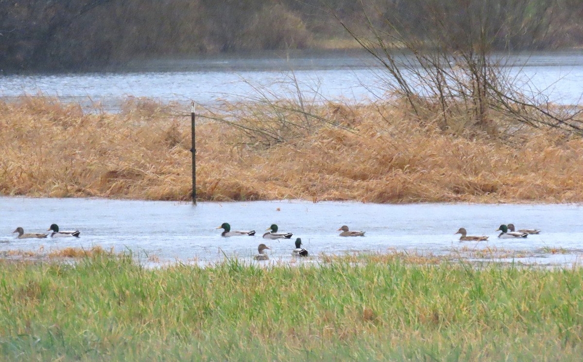 Basahatea - ML646657908