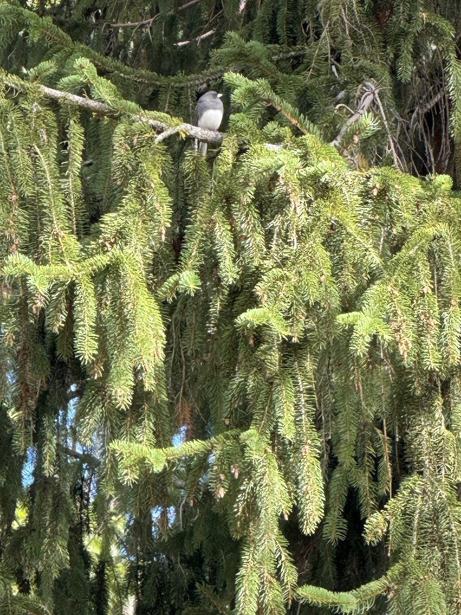 יונקו כהה-עין - ML646657909