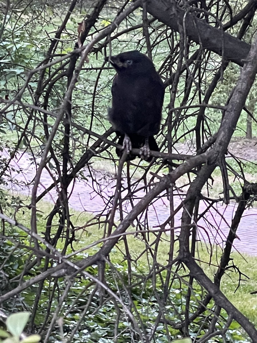 Amerikakrähe - ML646657910