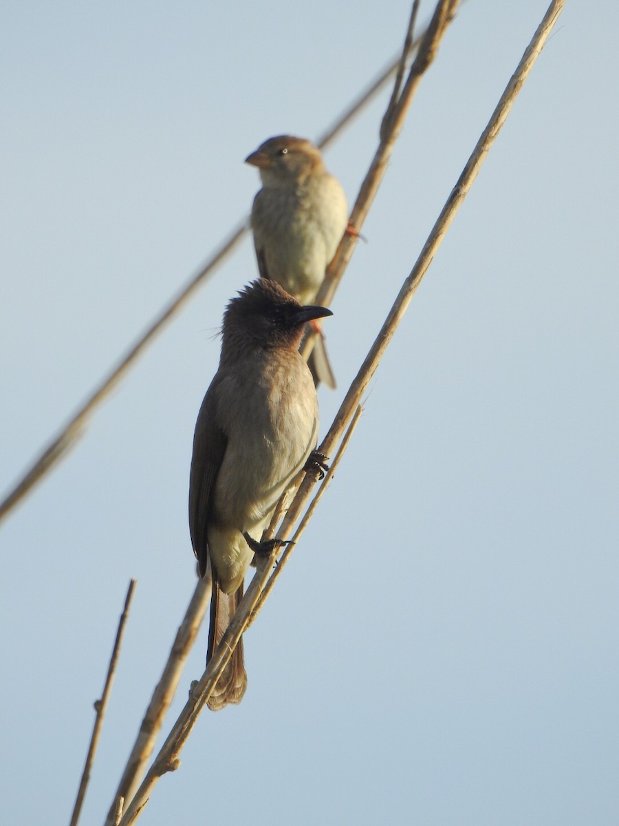 Бюльбюль темноголовий - ML646657911