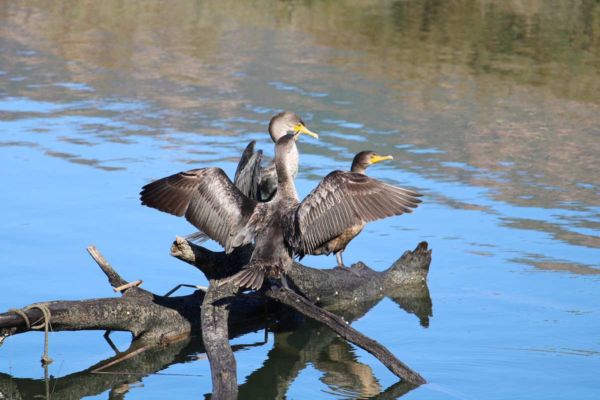 Ohrenscharbe - ML646657913