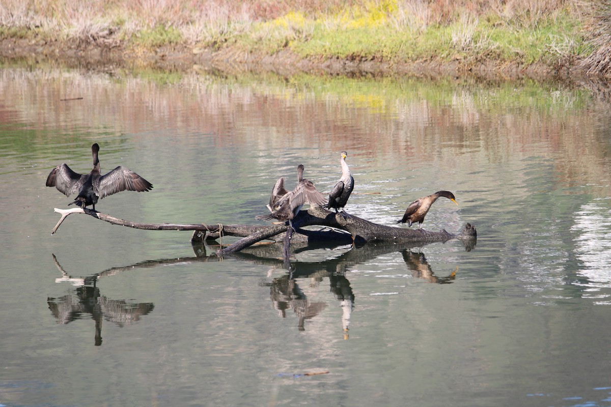 Ohrenscharbe - ML646657914