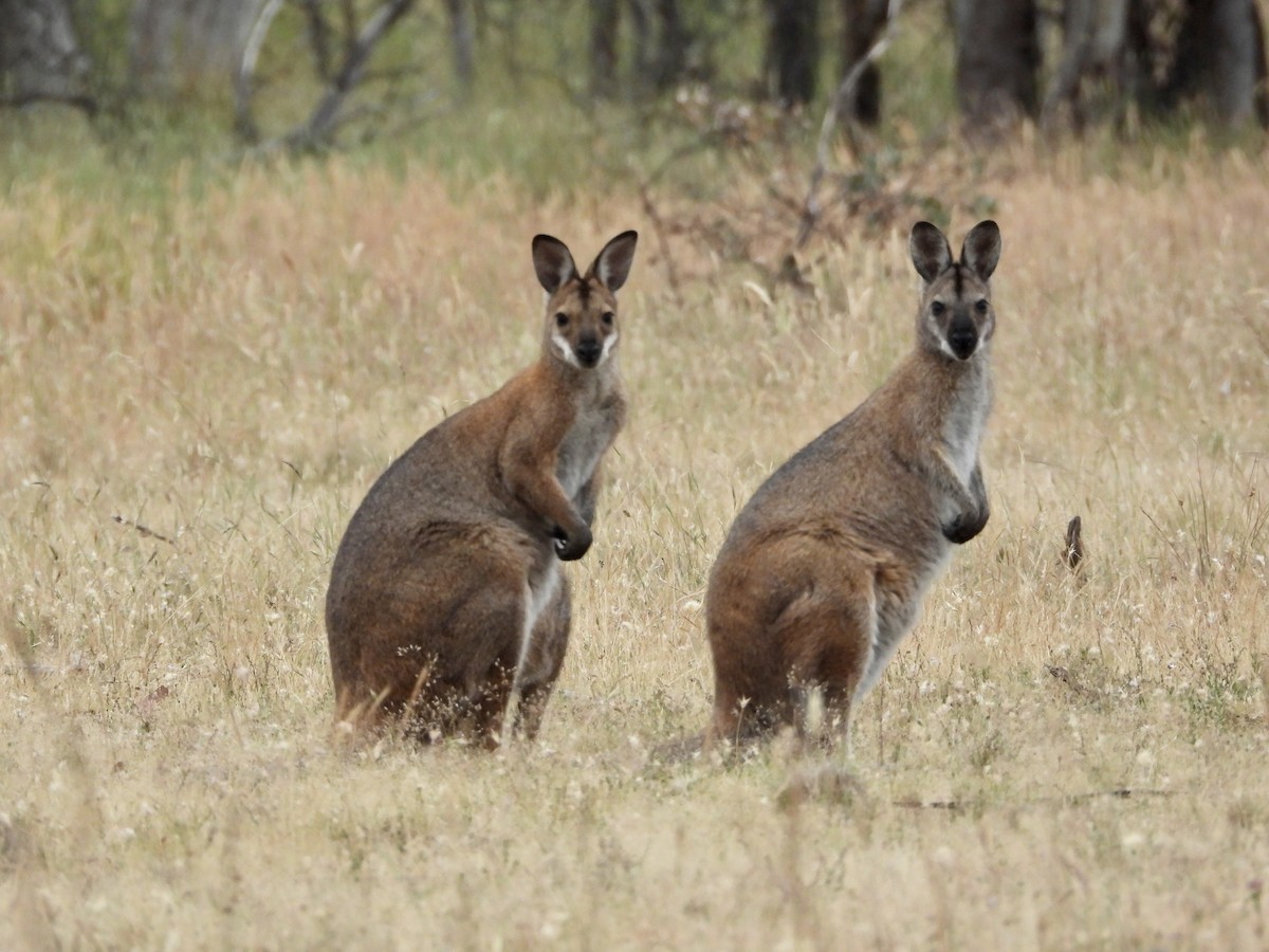 Red-necked Wallaby - ML646657917