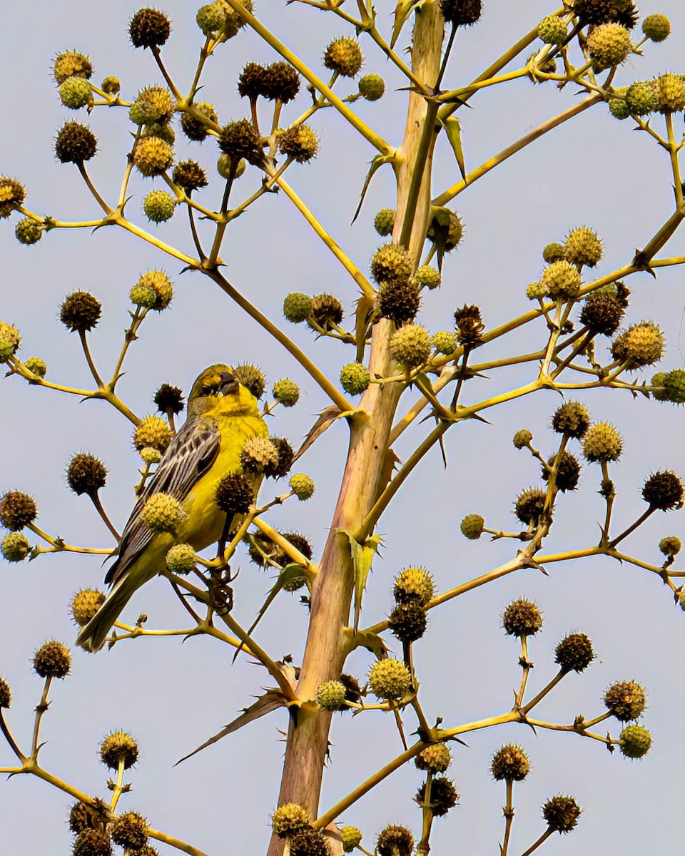 Короткоклювый зерноед - ML646657918