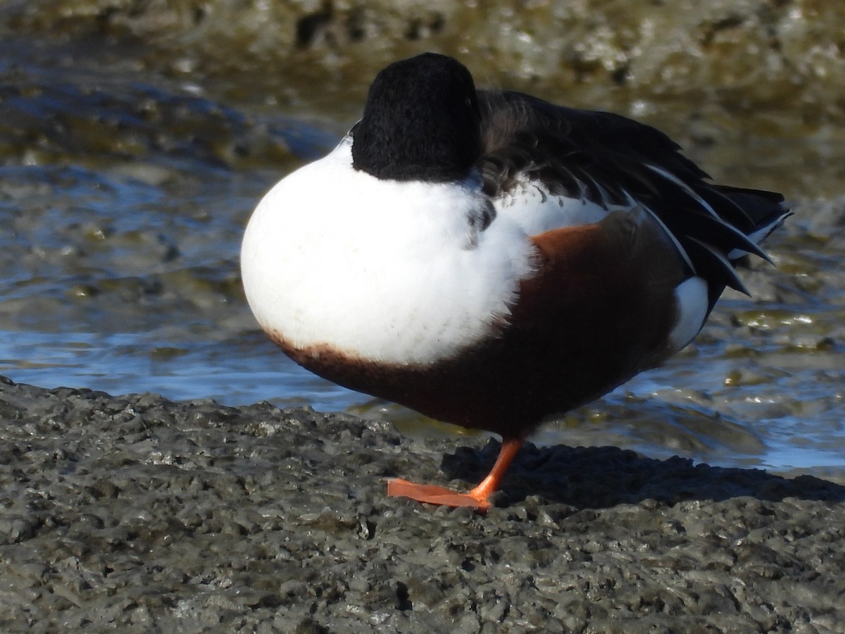 Northern Shoveler - ML646657919