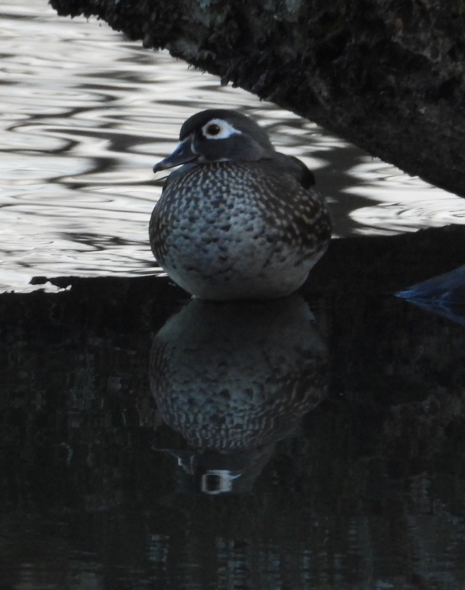 アメリカオシ - ML646657925