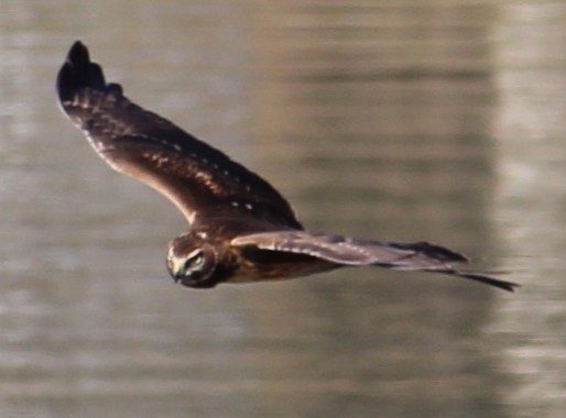 Hudsonweihe - ML646657926