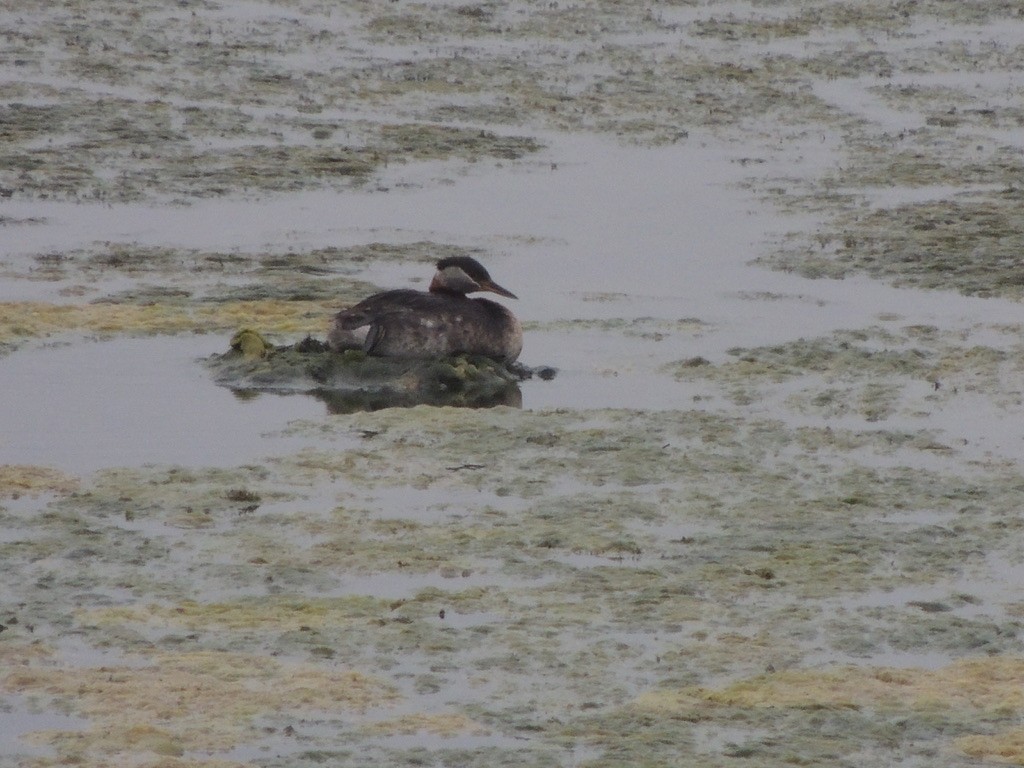 Somormujo Cuellirrojo - ML646657927