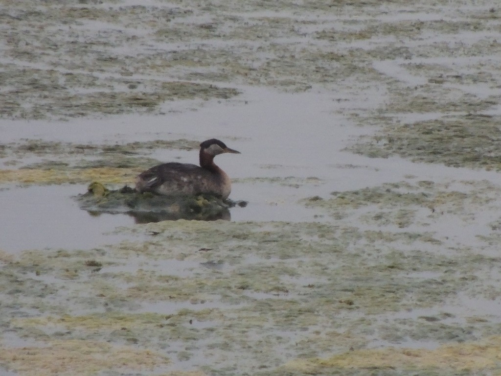 Somormujo Cuellirrojo - ML646657928