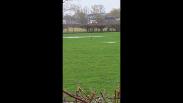 Common Buzzard - ML646657930