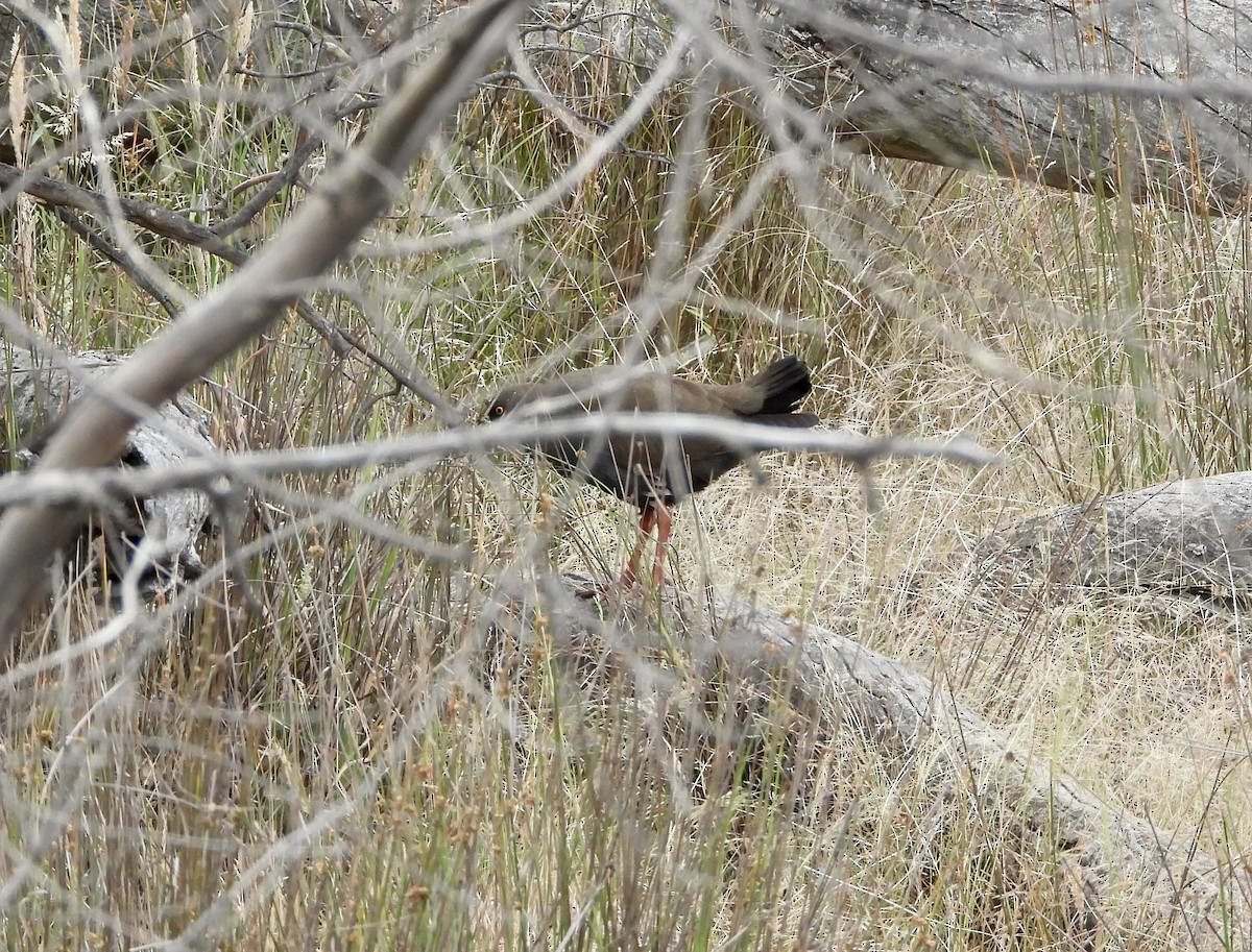 Black-tailed Nativehen - ML646657933