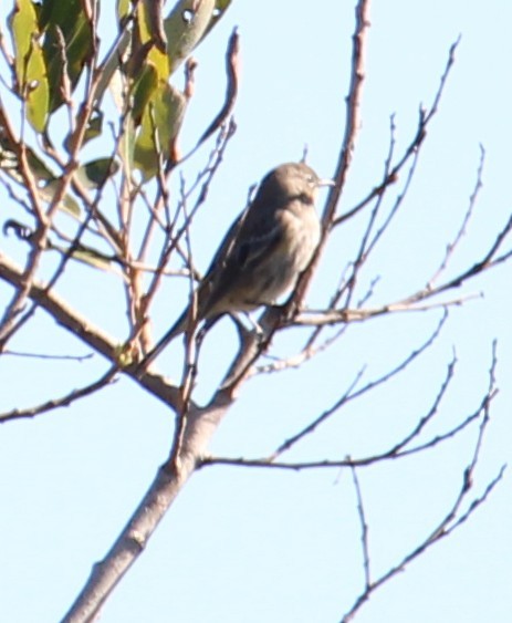 Kronenwaldsänger - ML646657938