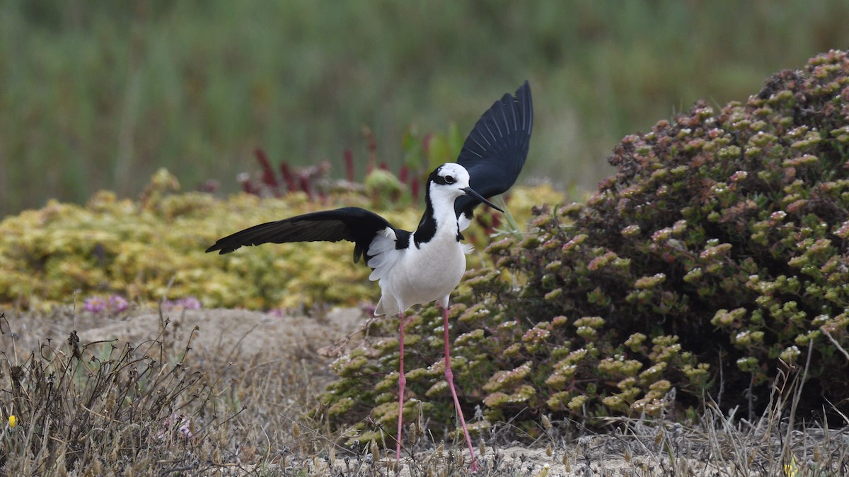 Black-necked Stilt - ML646657939