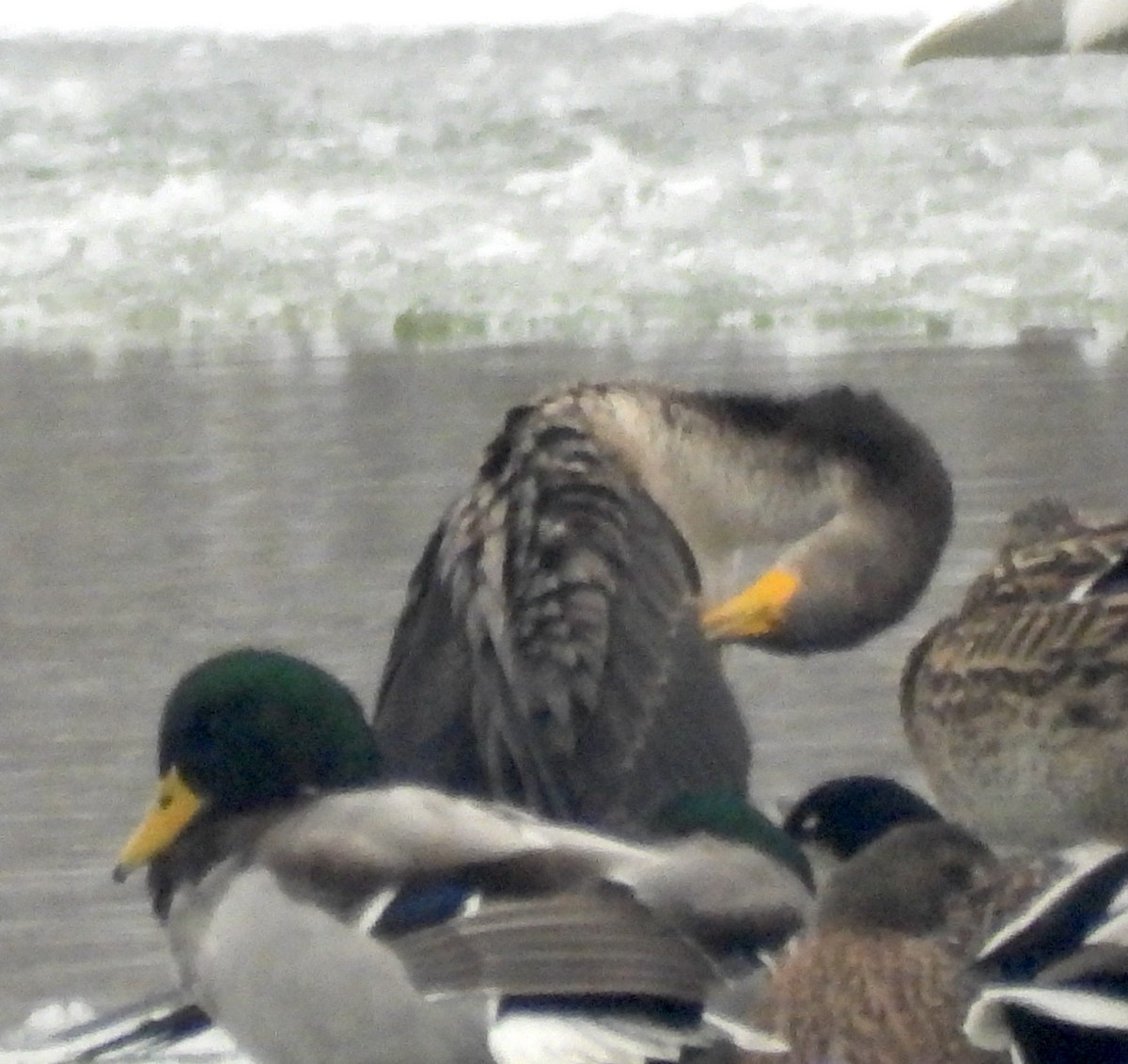 Cormorán Orejudo - ML646657943