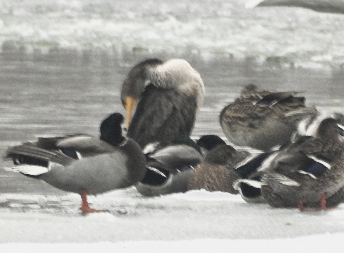 Cormorán Orejudo - ML646657944