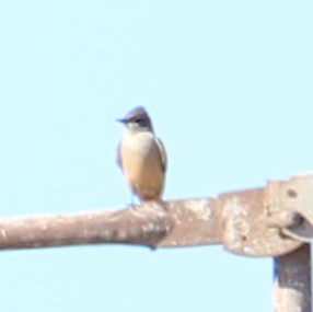 Zimtbauch-Phoebetyrann - ML646657945