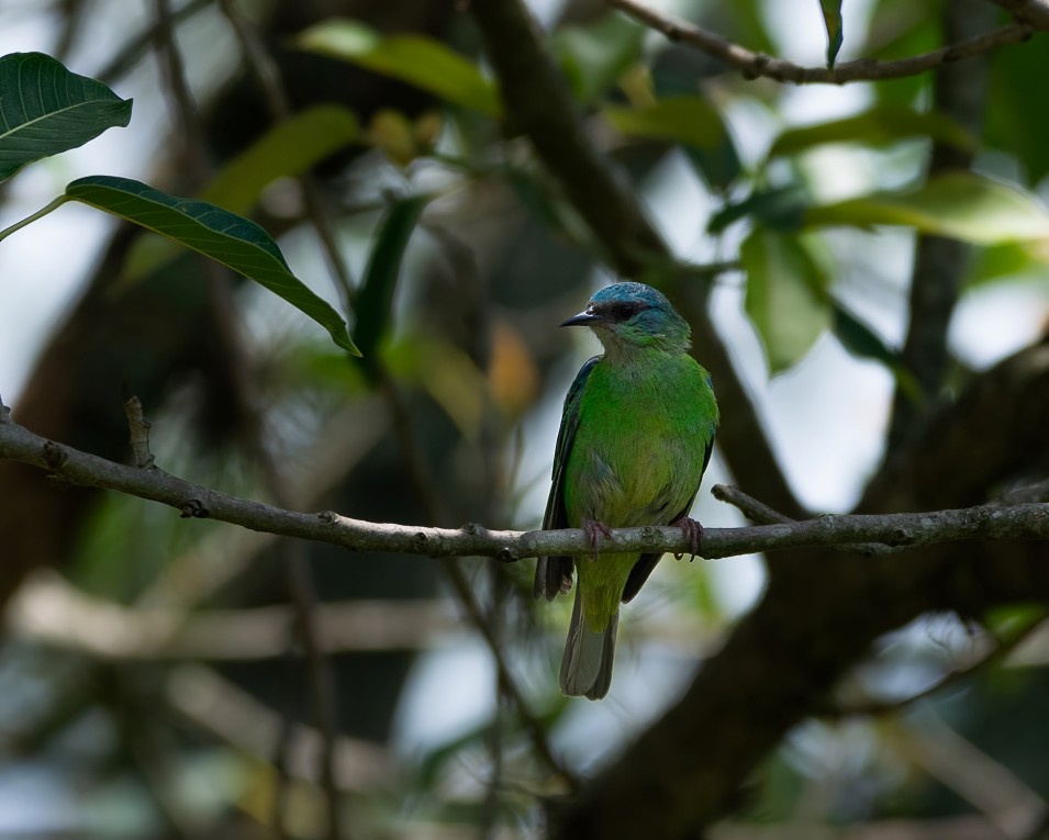 Blue Dacnis - ML646657946