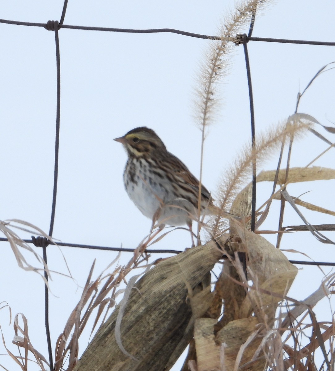 Пасовник савановий - ML646657948