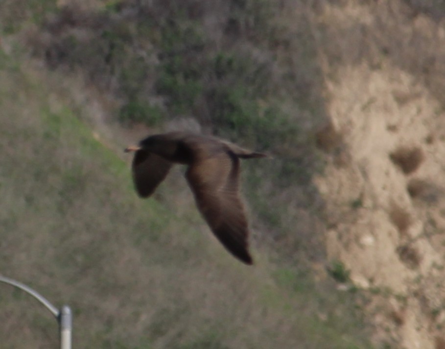 Heermannmöwe - ML646657952