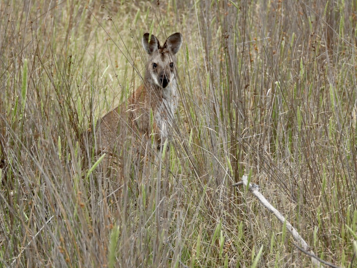 Red-necked Wallaby - ML646657953