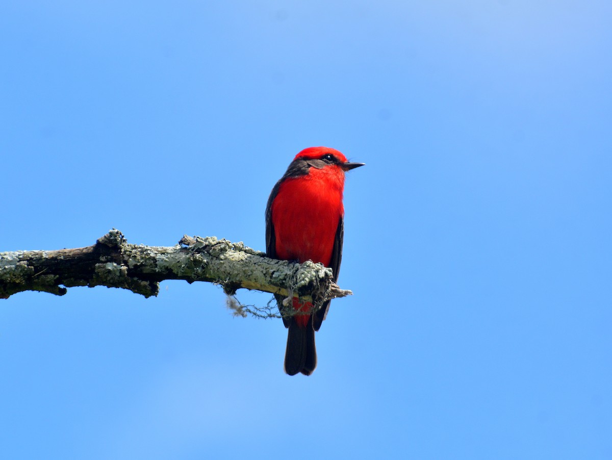 Vermilion Flycatcher (Austral) - ML646657954