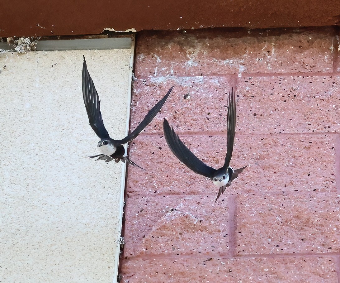 White-throated Swift - ML646657956