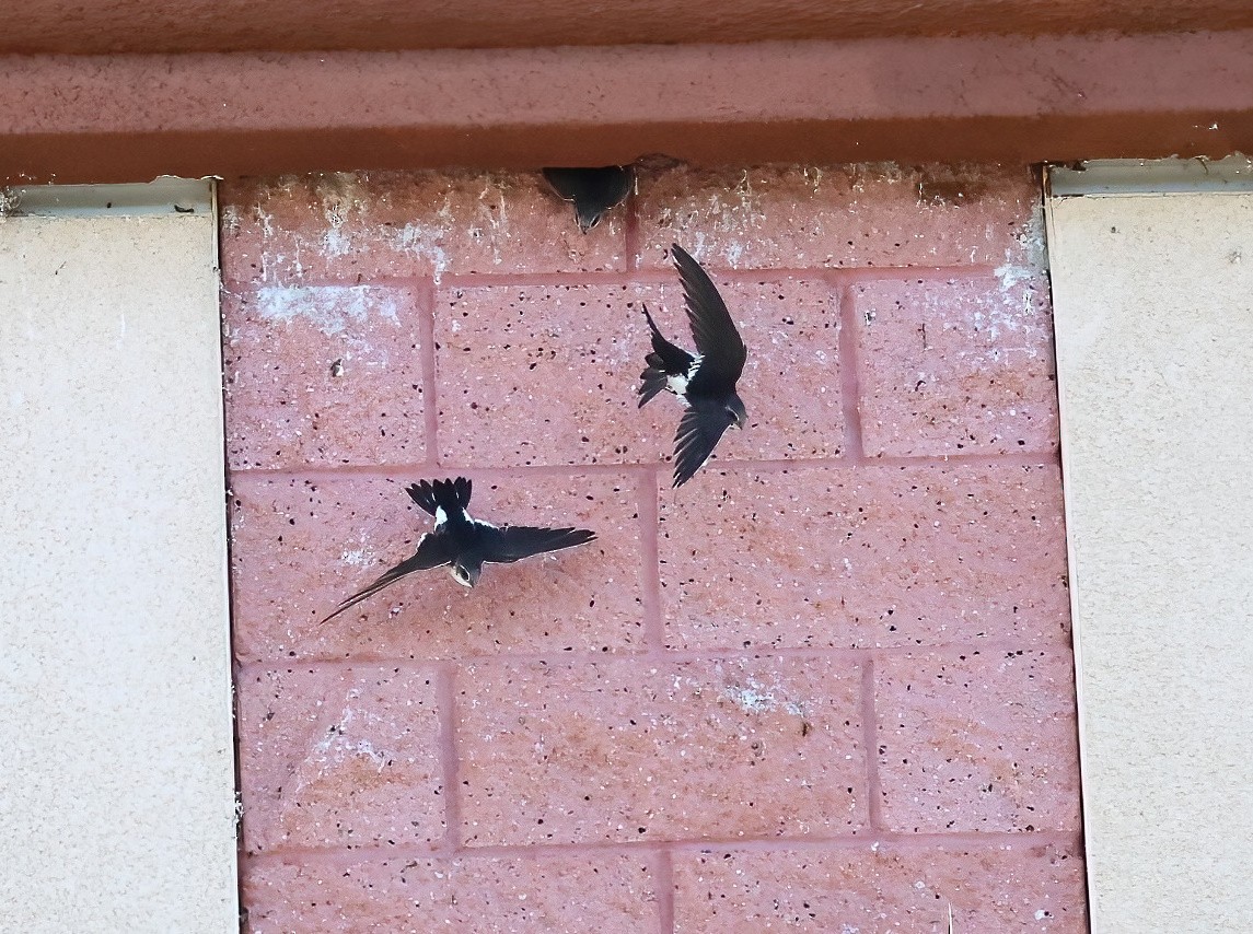 White-throated Swift - ML646657961