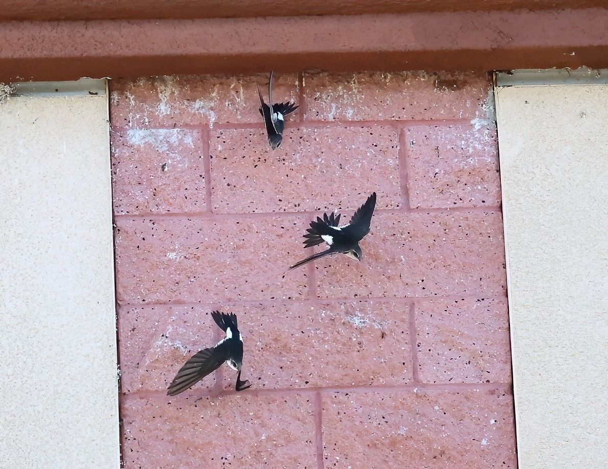 White-throated Swift - ML646657962