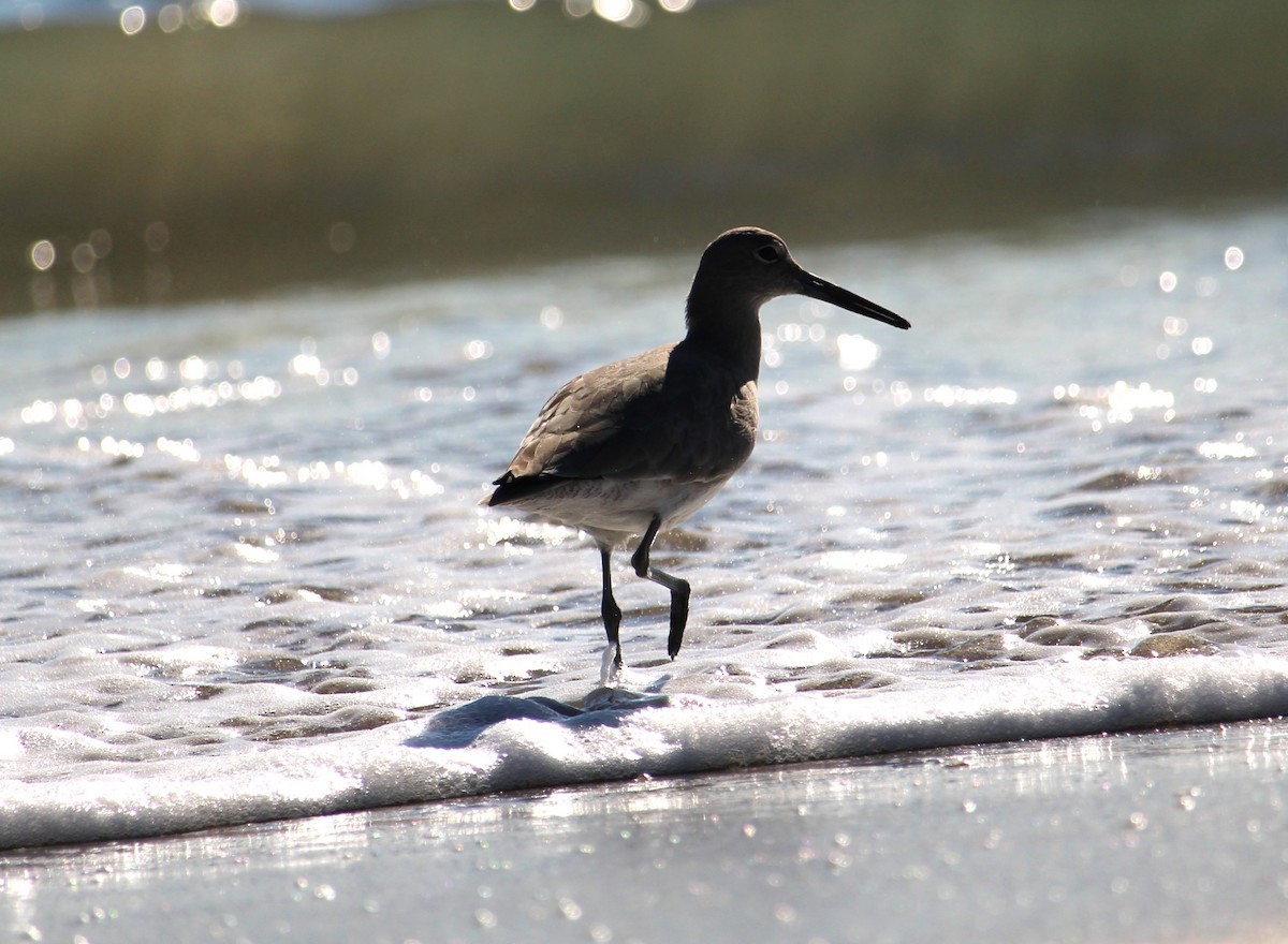 Schlammtreter - ML646657964