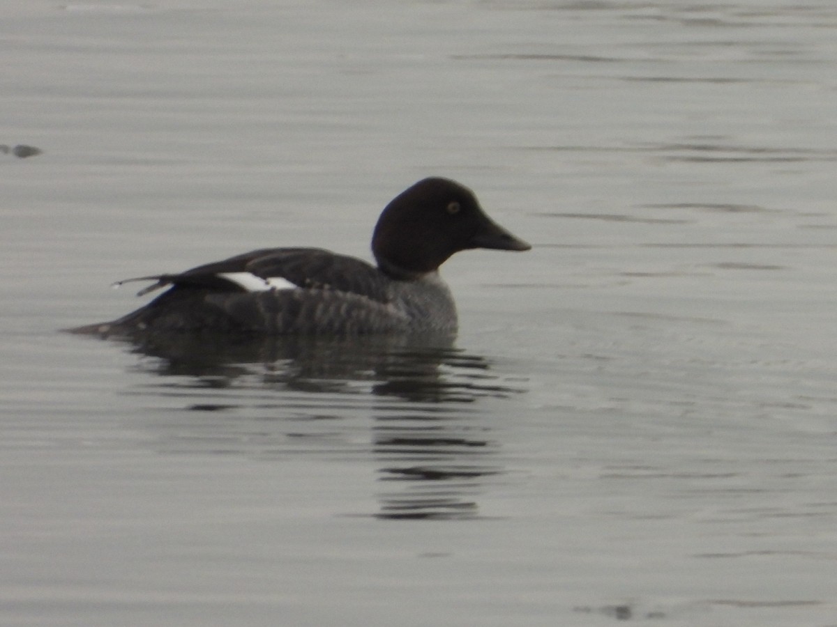 ホオジロガモ - ML646657965