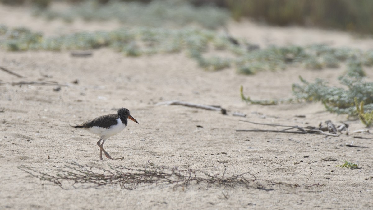 American Oystercatcher - ML646657966
