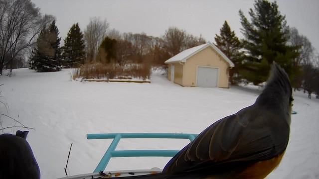 Tufted Titmouse - ML646657967