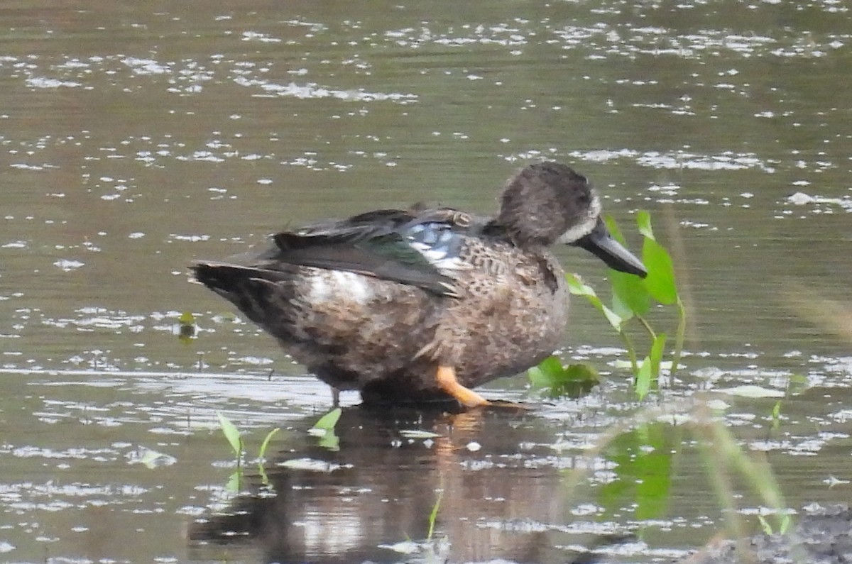 Cerceta Aliazul - ML646657968