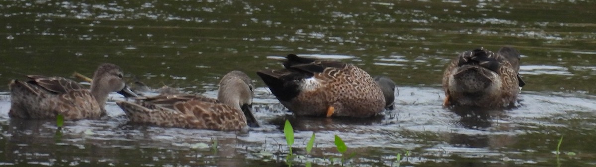 Cerceta Aliazul - ML646657969