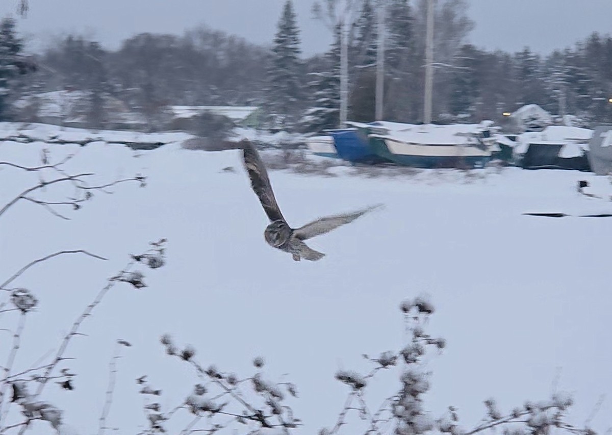 Long-eared Owl - ML646657972