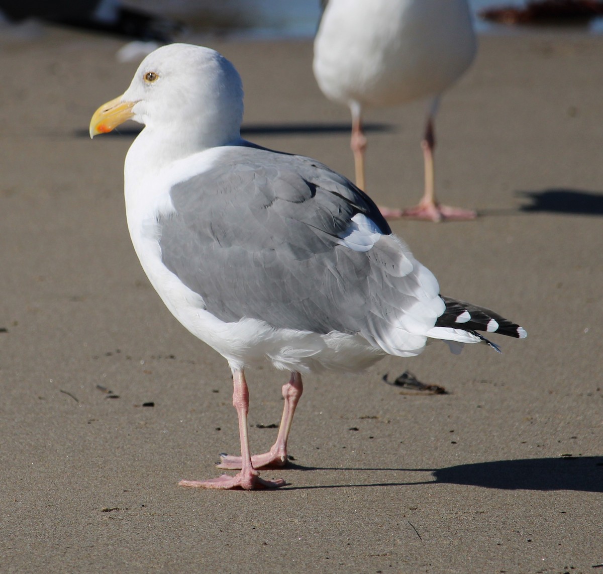 Westmöwe - ML646657979