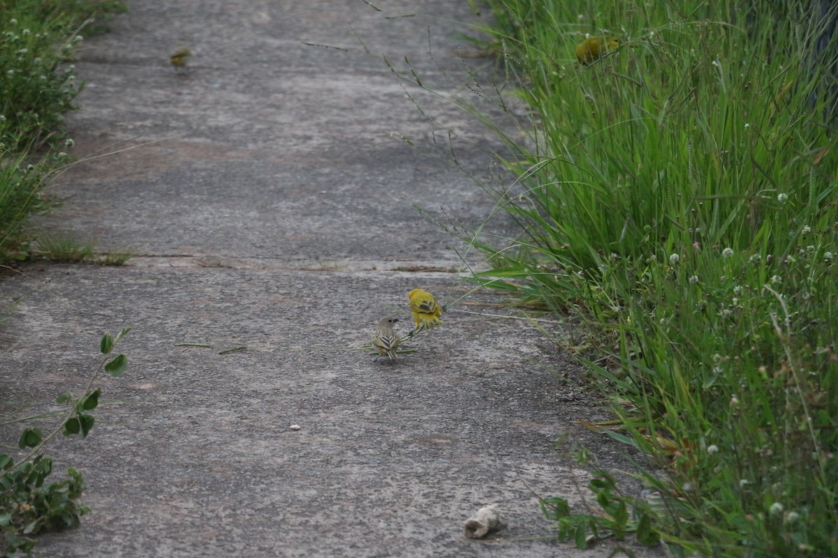 Saffron Finch - ML646657985