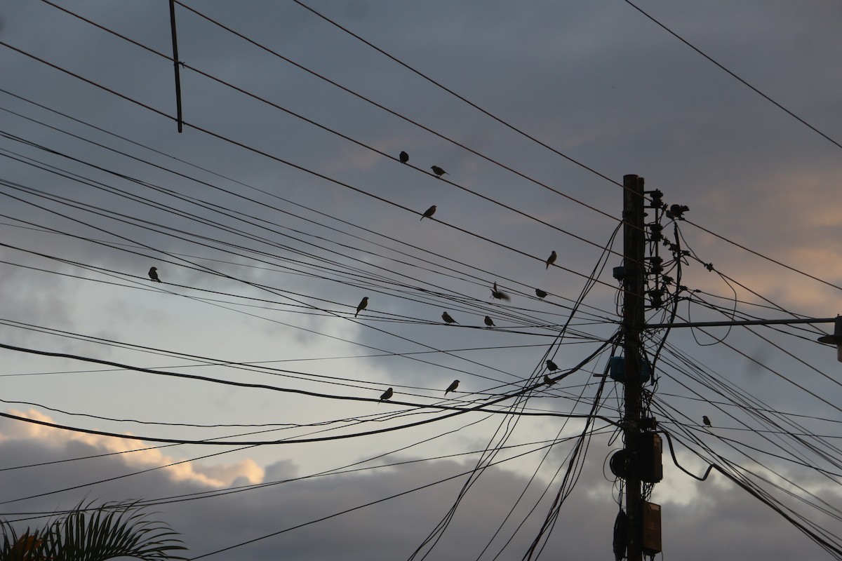 Saffron Finch - ML646657986