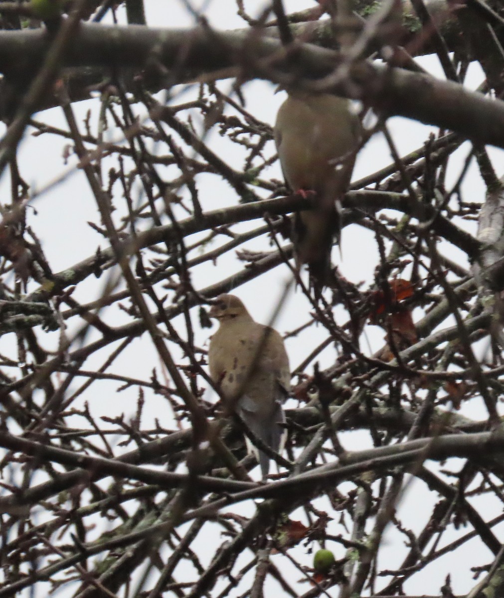 Zenaida arrunta - ML646657987