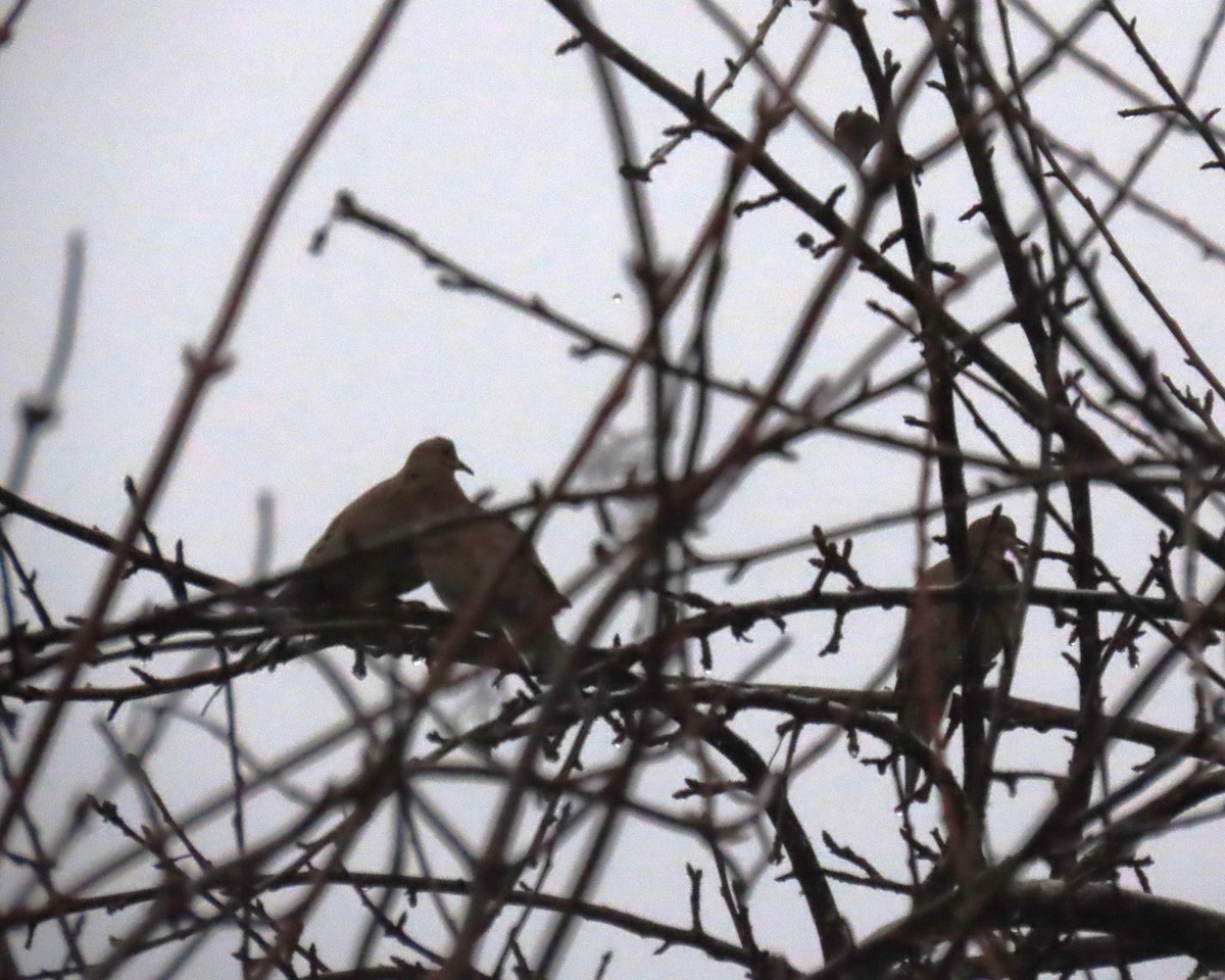 Zenaida arrunta - ML646657988