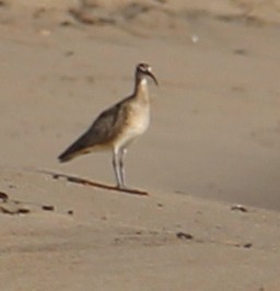 Hudsonbrachvogel - ML646657989