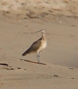 Hudsonbrachvogel - ML646657990