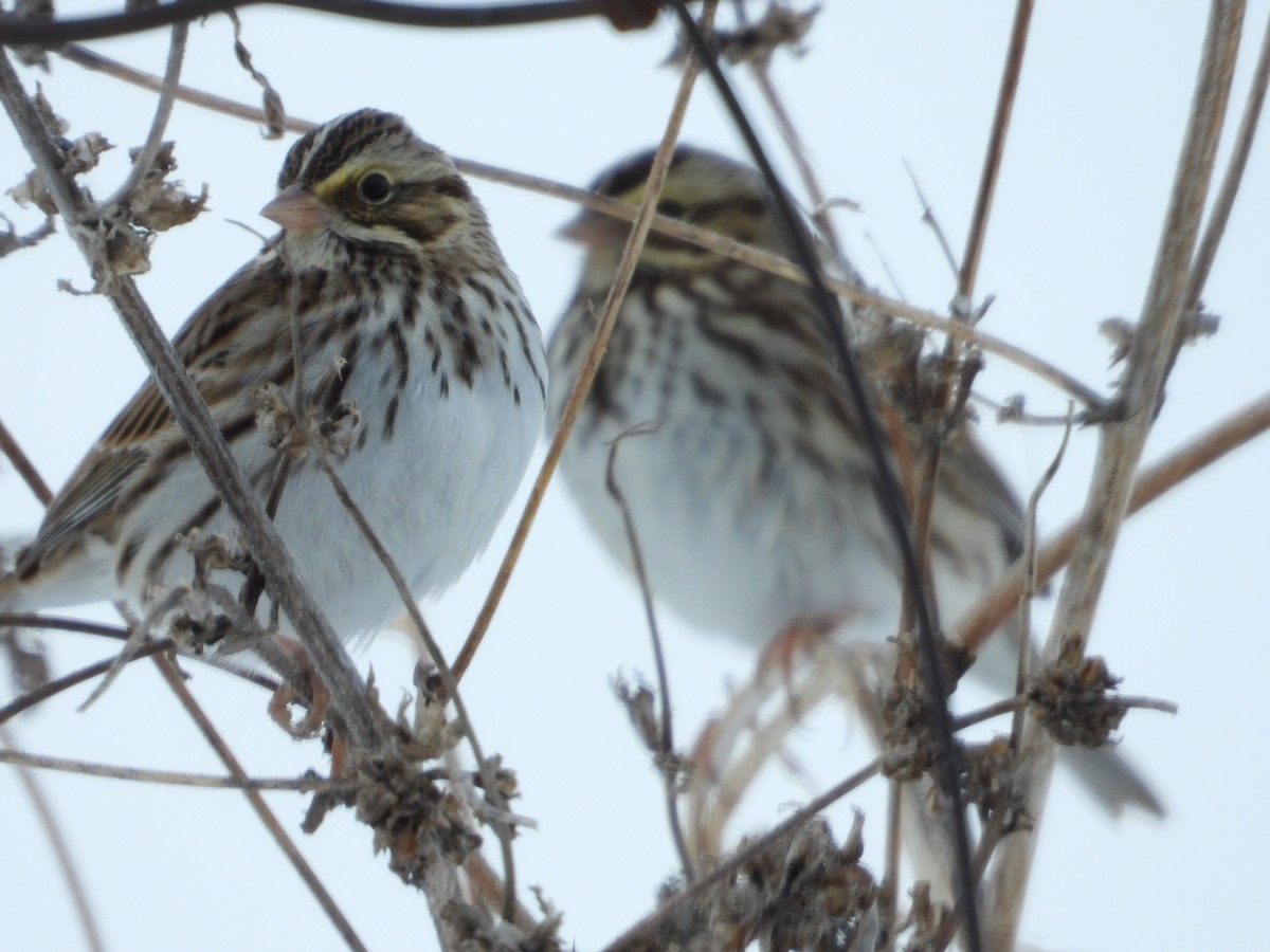 Пасовник савановий - ML646657991