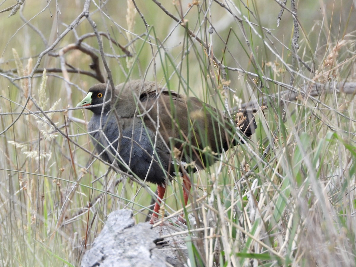 Black-tailed Nativehen - ML646657993