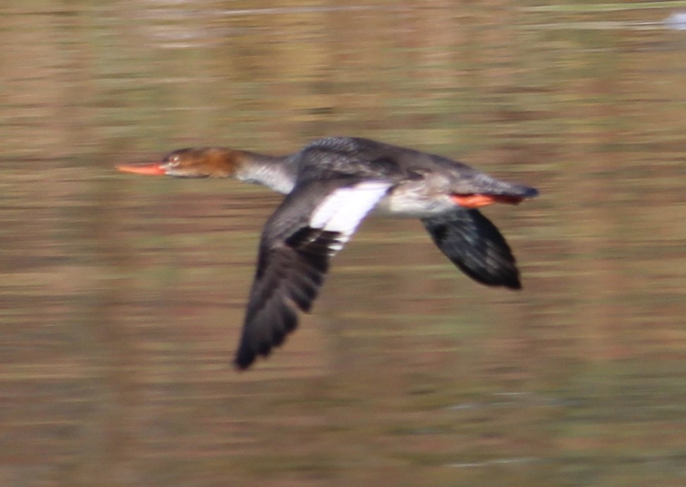 Mittelsäger - ML646657995