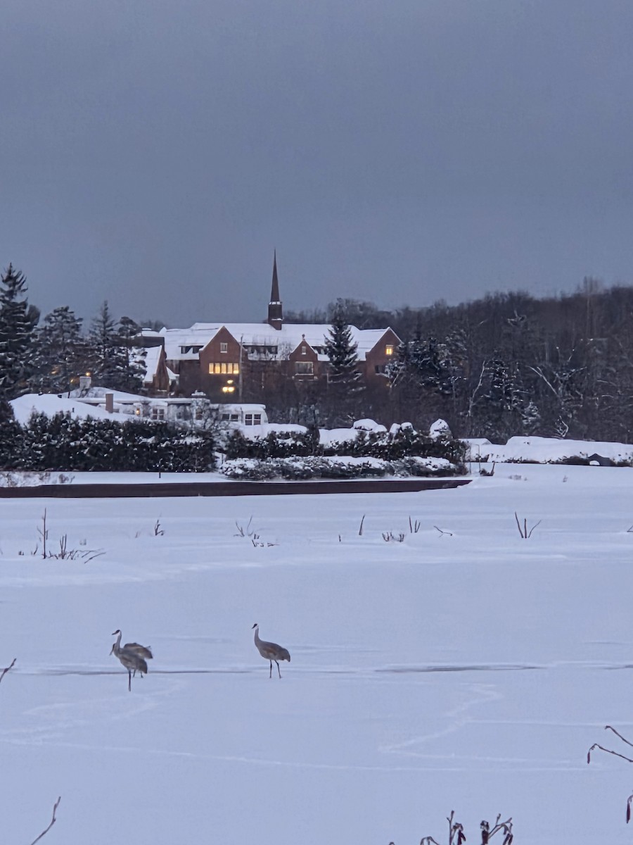 Sandhill Crane - ML646657996