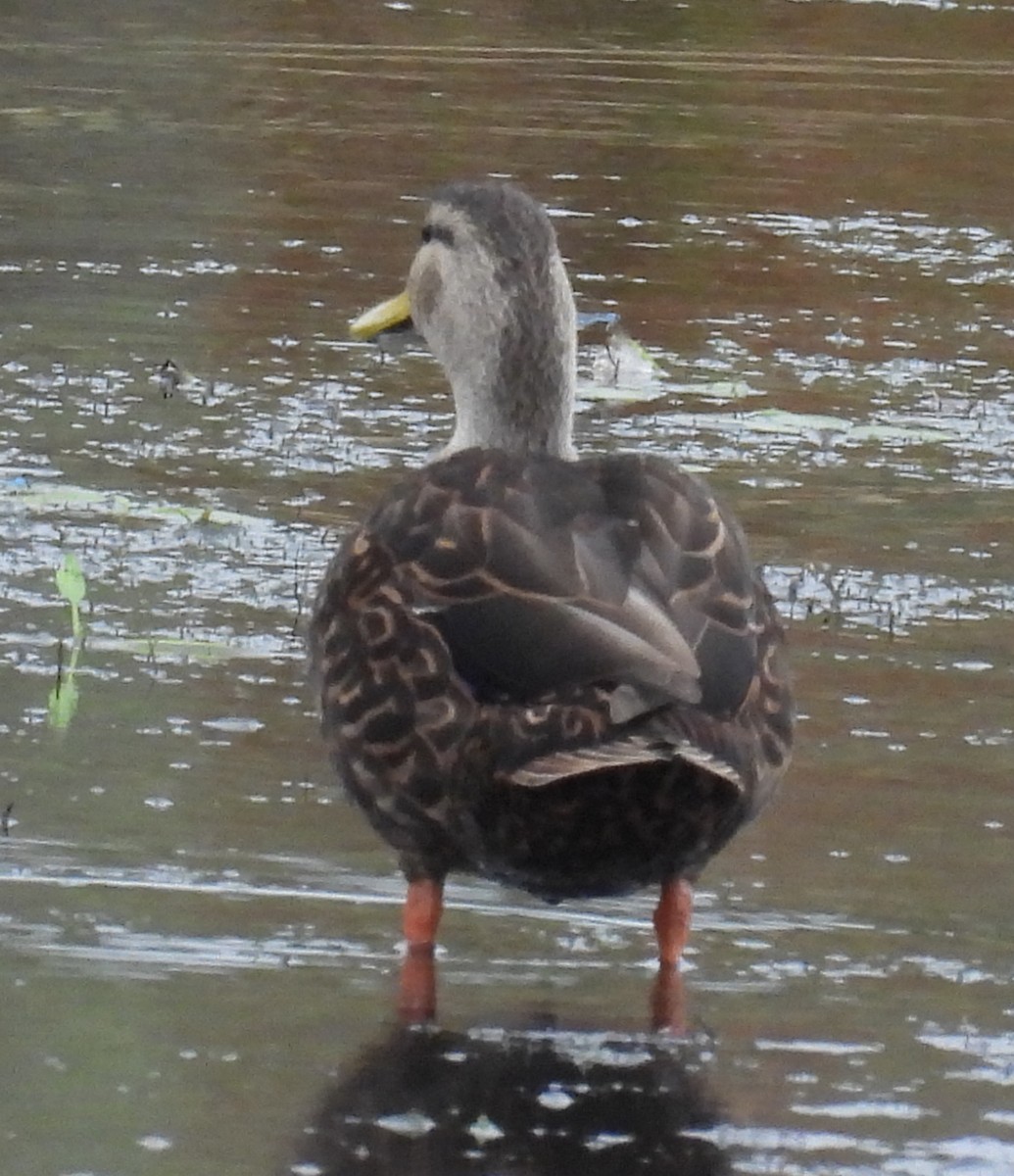 Ánade Moteado - ML646657997