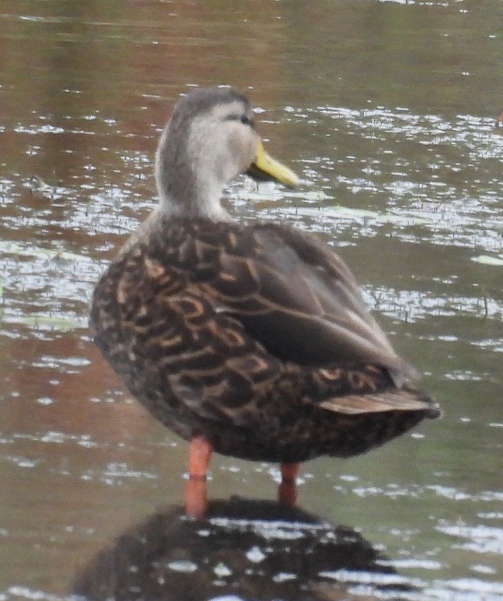 Ánade Moteado - ML646657998