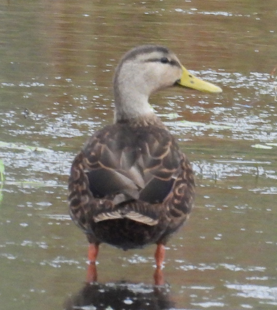 Ánade Moteado - ML646657999