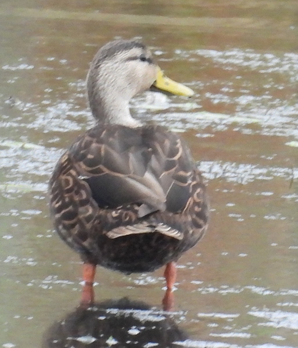 Ánade Moteado - ML646658000